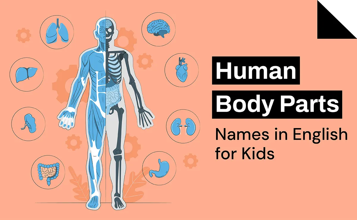 Human Body Parts Names in English for Kids