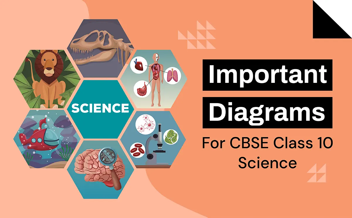 Important Diagrams for CBSE Class 10 Science